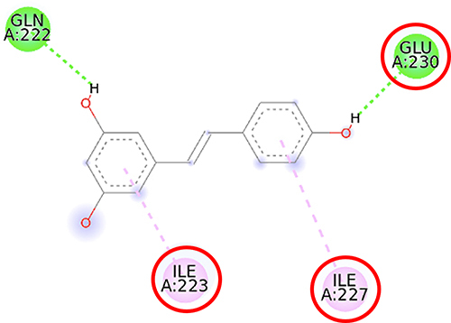 Figure 7 2D molecular interaction of resveratrol in the SIRT1 allosteric activator binding site (PDB ID 4ZZJ), visualized by employing the Discovery Studio Visualizer 4.0. Red circles indicate important amino acid residues (Ile223, Ile227, and Glu230). Alpha-helices are shown in red color, and the loops and turns are colored grey. Green dashed lines indicate hydrogen bonds. Pink dashed lines indicate pi-alkyl hydrophobic interaction.