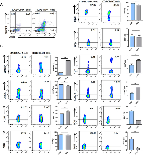 Figure 3 Comparisons of the characteristics of ICOS+CD4+ T cells and ICOS−CD4+ T cells in the peripheral blood of patients with stable chronic obstructive pulmonary disease (SCOPD). (A) The proportions of naïve T cells (CD45RA+CCR7+), TCM cells (CD45RA−CCR7+), TEM cells (CD45RA−CCR7−) and TEMRA cells (CD45RA+CCR7−) in ICOS+CD4+ T cells and ICOS−CD4+ T cells of 6 patients with SCOPD. (B) Representative flow cytometric dot plots of the expression of CD45RA, CD62L, CCR7, CD27, CD28, CD69, CD57, killer cell lectin-like receptor subfamily G member 1 (KLRG-1), programmed cell death protein 1 (PD-1), and T-cell immunoreceptor with Ig and ITIM domains (TIGIT) on ICOS+CD4+ T cells and ICOS−CD4+ T cells and the corresponding histograms (n = 6). *p<0.05, **p<0.01, ***p<0.001, ****p<0.0001.