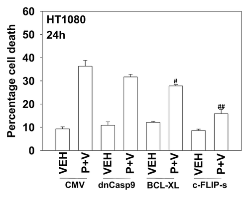 Figure 4. Inhibition of caspase 8 protects cells from pazopanib and valproate treatment. HT1080 cells were infected (50 min.o.i.) with empty vector control virus (CMV) or with viruses to express dominant negative caspase 9, BCL-XL or the caspase 8 inhibitor c-FLIP-s. Twenty-four hours after infection cells were treated with vehicle (DMSO), pazopanib (P, 5.0 μM), and valproate (V, 500 μM). Cells were isolated 24 h after exposure and viability determined by trypan blue exclusion (n = 3, ± SEM) #P < less than corresponding value in CMV cells; ##P < less than corresponding value in BCL-XL cells.