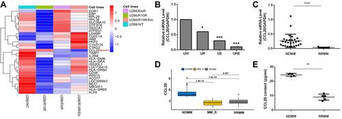 Figure 2 CCL20 expression decreased in resistant myeloma cell. (A) Heatmap for gene expression of four myeloma cells: UW, UR, UE, URE. (B) RT-qPCR to verify the relative expression of CCL20 gene in myeloma cell lines. (C) CCL20 gene expression in MM patient samples, 27 samples of bone marrow fluid from patients with newly diagnosed MM (NDMM) and 5 samples from relapsed refractory MM (RRMM) exposed to lenalidomide. (D) Bioinformatics analysis of CCL20 relative gene expression in NDMM and RRMM patient samples. MM_R is the patient who is resistant to lenalidomide. (E) CCL20 protein expression in plasma of NDMM and RRMM patients by ELISA. “*”Indicates a p value <0.05, “**”Indicates a p value <0.01, “***”Indicates a p value <0.001, “****”Indicates a p value <0.0001.