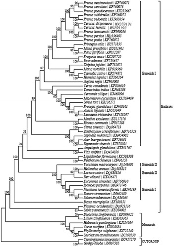 Figure 1. Maximum-likelihood (ML) tree of C. humilis and its related relatives based on the complete chloroplast (cp) genome sequences.