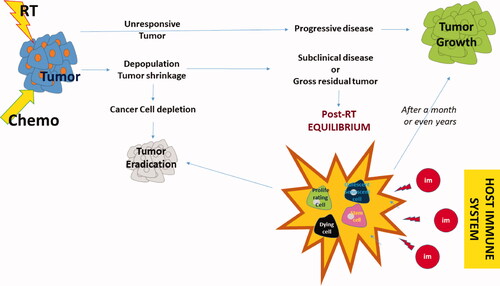 Figure 1. Schematic representation of the outcome of radiotherapy. Following the completion of radiotherapy or chemo-radiotherapy, tumors with high radioresistance will show no signs of regression. In a minority of cases, the tumor grows rapidly after (or during) radiotherapy. More radio-sensitive tumors will show signs of regression, even during radiotherapy, a process that continues for a couple of months. Generally, eradication of tumors occurs in about 70-90% of early and 5-40% of locally advanced stages. Persistent disease, either subclinically or clinically, enters a phase of short or long-lasting equilibrium between proliferation and death, senescence, quiescence, and stem-cell activity. The immune system plays an important role in the maintenance of this equilibrium. Overactivation may eradicate the tumor, while the development of immune tolerance (e.g., the emergence of cancer cell clones with immune checkpoint inhibitory molecule overexpression, the prevalence of regulatory immune cells that suppress cancer cell recognition of cytotoxic cells and the gradual built of an immunosuppressive microenvironment) will shift the balance toward tumor regrowth.