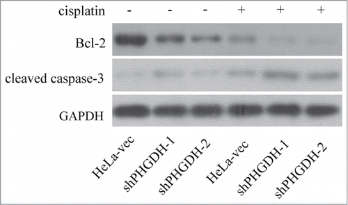 Figure 6. Downregulation of PHGDH combined with or without cisplatin, reduced expression of Bcl-2 and increased expression of cleaved caspase-3 in HeLa cells assessed by Western blot.
