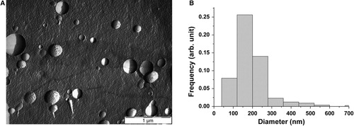 Fig. 1 (A) Typical FF-TEM picture of the erythrocyte EVs. (B) The number weighted size distribution based on the FF-TEM images of erythrocyte EVs.
