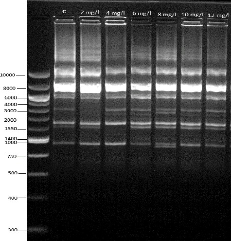 Figure 2. CRED-RA bands amplified by the OPY-11 primer in dicamba treatments.