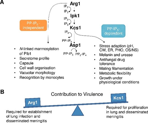 Figure 12. Summary of PP-IP5-dependent and –independent functions of Arg1 (A), and the contribution of Arg1 and Kcs1 to virulence (B). pH – alkaline pH stress; CW – cell wall stress induced by calcofluor white, Congo red, SDS, caffeine; ER – endoplasmic reticulum stress caused by tunicamycin and DTT; PHO – phosphate deprivation; OS/NS – oxidative and nitrosative stress, respectively