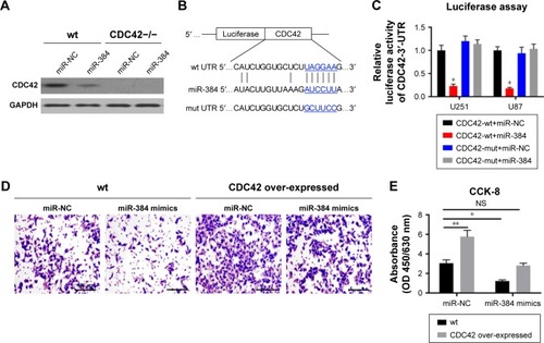Figure 5 miR-384 binding to CDC42-3′-UTR to inhibit glioma cells.