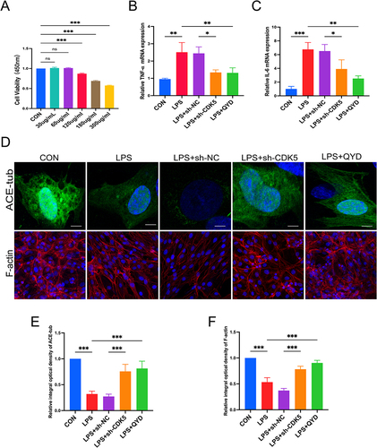 Figure 8 Protective effect of QYD or CDK5 knockdown on pulmonary microvascular endothelial cell injury. (A) Detection of r-PMVEC optimal QYD concentration by CCK8. (B and C) Inflammatory cytokine TNF-α and IL-6 mRNA levels were assessed by RT-qPCR of their histograms in response to LPS-induced treatment with sh-CDK5 or QYD in r-PMVEC. (D–F) Immunofluorescence staining and semi-quantitative analysis of different groups of R-PMVEC cytoskeleton F-actin and Acetyl-alpha Tubulin (scale bar = 20μm; scale bar = 10μm). Data are representative images or expressed as from at least three independent experiments; *P < 0.05, **P < 0.01, ***P < 0.001.