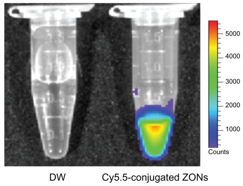 Figure 3 Optical images of distilled water (left) and Cy5.5-conjugated zinc oxide nanoparticles (right).