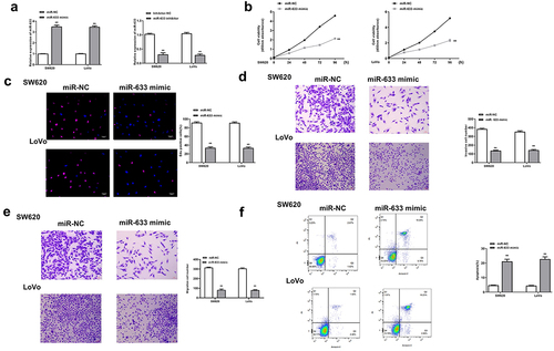 Figure 3. Overexpression of miR-633 inhibited the progression of colorectal adenocarcinoma cells. SW620 and LoVo cells were transfected with miR-633 mimics and inhibitor. (a) The mRNA levels of miR-633 were detected by qRT-PCR. (b) CCK-8 assay. (c) EdU staining assay. Scale bar = 100 μm. (d and e) The invasion and migration of cells was evaluated by Transwell assay. Scale bar = 100 μm. (f) flow cytometry assay. FS/SS was used to remove debris, FS-H/fs-a was used to remove adherent cells, and the cells were analyzed in Flt1/FLT3 channel. ** p < 0.01.