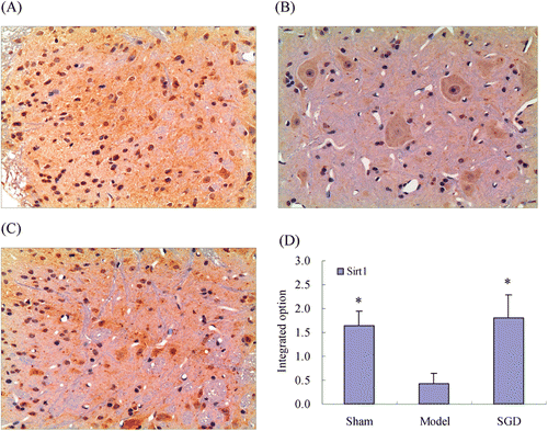 Figure 6.  Protective effects of SGD on dorsal root ganglion of CCI rats. (A–C) Immunohistochemical micrographs of Sirt1 expression in dorsal root ganglion (×200). (A) Sham operation group; (B, F) CCI model; (C) CCI rats treated with SGD; (D) Effects of Sirt1 expression in average integral optical density. Data denoted as means ± SD, n = 8; *p < 0.05, compared with CCI model.