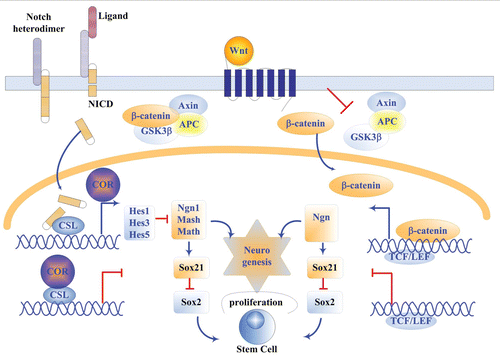 Figure 3 The involvement of Notch and Wnt signaling pathways and their relevant transcription factors in neurogenesis. The blue arrows indicate activating effects and the red lines represent repressive effects. Notch is a negative signal while Wnt is a positive signal in neurogenesis through the mediation by bHLH and SOX transcription factors.