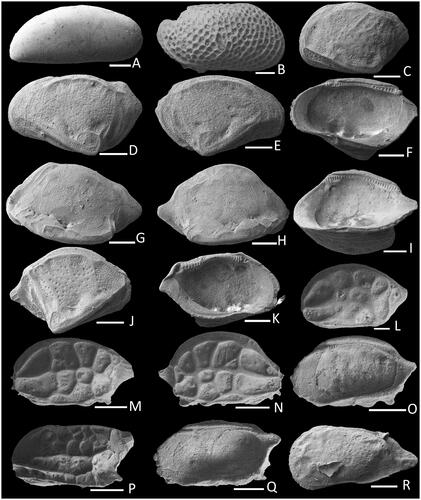 Fig. 5. Images of fossil Ostracoda. Phlyctenophora sp.: A, (NMV P344555) ARV in external view. Debissonia sp.: B, (NMV P344556) ARV in external view. Oculocytheropteron sp. cf. O. jemmyensis: C, (NMV P344557) JLV in external view; Oculocytheropteron jemmyensis sp. nov. D, (NMV P344558) MALV in external view; E, (NMV P344559) FARV in external view; F, (NMV P344560) MALV in internal view. Cytheropteron parawellmani: G, (NMV P344561) FALV in external view; H, (NMV P344562) FARV in external view; I, (NMV P344563) MARV in internal view. Oculocytheropteron microfornix: J, (NMV P344564) FARV in external view; K, (NMV P344565) MALV in internal view. Neobuntonia foveata: L, (NMV P344566) ALV in external view; O, (NMV P344569) JRV in external view. Bradleya bassbasinensis: M, (NMV P344567) FALV in external view; N, (NMV P344568) MALV in internal view. Bradleya sp.: P, (NMV P344570) FALV in external view; Q, (NMV P344571) JRV in external view; R, (NMV P344572) JLV in internal view. Scale bars = 200 µm in A; 100 µm in B–R.
