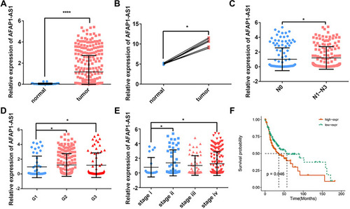 Figure 1 AFAP1-AS1 was up-regulated in OSCC and indicated a worse prognosis. AFAP1-AS1 expression was significantly higher in OSCC based on TCGA-OSCC (A) and GSE84505 (B) datasets. The expression of AFAP1-AS1 in TCGA-OSCC is grouped by lymph node metastasis (C), pathological grades (D), and pathological stages (E). (F) Overall survival based on AFAP1-AS1 expression in TCGA-OSCC (cutoff=median). *P<0.05 and ****P<0.0001.