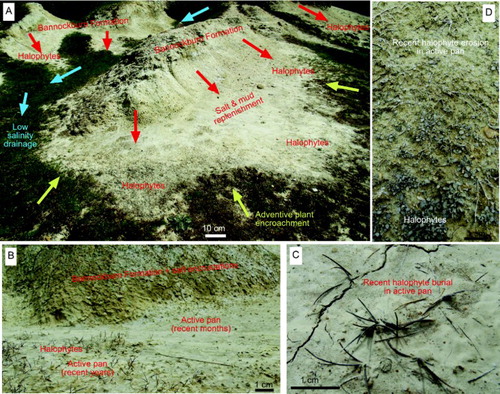 Figure 11. Summary of dynamic processes that affect halophyte habitat at the Springvale site. A, Remnants of Bannockburn Formation (small ridges) were exposed below the gold-bearing unconformity and were incised by mine channels. Rain runoff (red arrows) has eroded the outcrops to form small saline outwash pans on which halophytes have become established. The floor of a mine channel (left) and distal parts of the pans have low salinity and now host adventive species, which can encroach laterally wherever and whenever the adjacent substrate salinity decreases below c. 1000 µS. B, Close view of a boundary between saline but unvegetated Bannockburn Formation outcrop (top) and a variably active saline outwash pan with halophytes (bottom). C, Active pan formation (recent months) has partially buried halophytic Puccinellia. D, Active pan erosion (recent months) has partially eroded halophytic Atriplex (top) while some of the halophytes survive (bottom).
