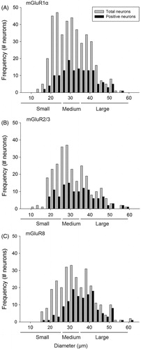 Figure 1. Size distribution of immunoreactive trigeminal neurons. Assessment of neuronal diameters (µm) of mGluR1α (A), mGluR2/3 (B) and mGluR8 (C) populations showing that neurons being immunoreactive for each of the three receptors are mainly medium- (25–35 µm) to large-sized neurons (>35 µm). mGluR: metabotropic glutamate receptor.