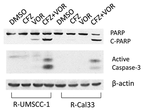 Figure 3. Enhanced induction of apoptosis signaling by the carfilzomib/vorinostat combination in proteasome inhibitor-resistant cells. R-UMSCC-1 and R-Cal33 cells were treated for 24 h with 0.1% DMSO, CFZ alone (1.8 μM for R-UMSCC-1; 0.8 μM for R-Cal33), VOR alone (6 μM for R-UMSCC-1; 4 μM for R-Cal33), or the combination of CFZ plus VOR. Whole cell lysates were subjected to immunoblotting for PARP and cleaved PARP (c-PARP), active caspase-3 subunits, or β-actin. Similar results were seen in 3 independent experiments, with representative blots shown.