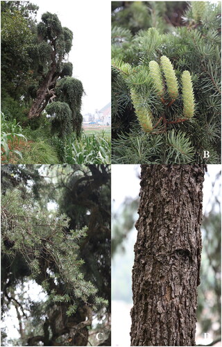 Figure 1. K. evelyniana var. pendula distributed in Huaning County, Yuxi City, Yunnan, China (these photographs were taken by Guan-Song Yang). K. evelyniana var. pendula is an evergreen tree. The main stem is twisted and branched; the bark is relatively hard; the branches are long and drooping. The leaves are needle-shaped, arranged in two rows on the lateral branches, with a blunt tip that is often slightly raised at the apex and a wedge-shaped base, the front side is shiny green. The cones are initially upright, but droop when mature, the apex of the cone scales is noticeably outwardly curved, with a slight rust-colored hair on the back, the bract scales have three lobes at the apex, with rounded tips on both sides and a smaller and sunken Central lobe, the upper part of the winged seeds is wider. (A) Plant panorama of K. evelyniana var. pendula, (B) Cones of K. evelyniana var. pendula, (C) Leaves of K. evelyniana var. pendula, (D) Tree trunk of K. evelyniana var. pendula.