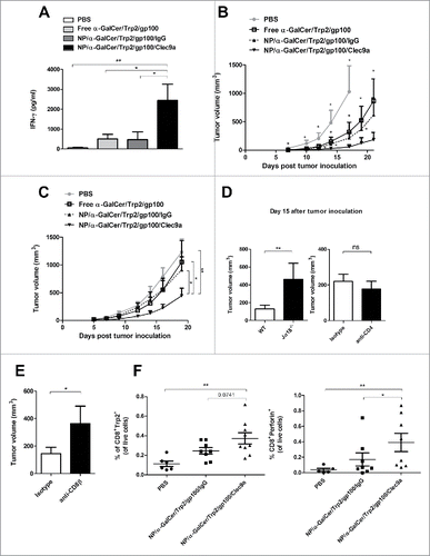 Figure 3. Co-encapsulation of α-GalCer and tumor peptides in NP/Clec9a induces potent CTL and anti-tumor responses. A, Mice were s.c. inoculated at day 0, 7 and 14 with Trp2 and gp100 peptides (∼2.4. µg each/mouse) and α-GalCer (30ng/mouse) either free or co-encapsulated in NP/IgG or NP/Clec9a. Three days later, skin-draining LN cells were restimulated with a cocktail of Trp2 and gp100 (10 µg/ml). IFN-γ was measured 48 hours later. Shown is a representative experiment of 2 performed (n = 5). B, Mice were injected at day 0 and day 7 with peptides (∼2.4. μg each/mouse) and α-GalCer (30ng/mouse) either free or co-encapsulated in NP/IgG or NP/Clec9a. Seven days later, mice were inoculated with B16F10 (5 × 105 cells/mouse). C, Mice were s.c. implanted with B16F10. Five (tumor volume: 25–50 mm3) and 12 d later, mice were injected with free or vectorized peptides (∼2.4. µg each/mouse) and α-GalCer (30ng/mouse). (B) and C, Tumor volume was measured every 2 d (n = 16, 2 pooled experiments). D, The same therapeutic protocol (as that described in panel C) was performed. Left panel, To investigate the role of NKT cells in protection, Jα18−/− mice were vaccinated with NP/α-GalCer/tumor peptides/Clec9a. Right panel, Vaccinated wild type (NKT cell-competent) mice were treated with an anti-CD4 depleting Ab or an isotype control 2 d before the first immunization (day 3 post B16 inoculation) and 2 d before the boost (day 10 post B16 inoculation). E, Vaccinated mice were treated with an anti-CD8β depleting Ab or an isotype control (days 7, 10, 13 and 16). (D) and E, Tumor volumes are indicated at day 15 post-B16 implantation (n = 8). F, On day 14, the tumor mass of each mouse was excised and the frequency of Trp2-specific CD8+ T cells and perforin-expressing CD8+ T cells were determined by flow cytometry (2 pooled independent experiments). **P < 0.01, *P < 0.05 (a Kruskal–Wallis ANOVA ((A)and F) and a Mann–Whitney U test (B-E) (area under curve for panel C).