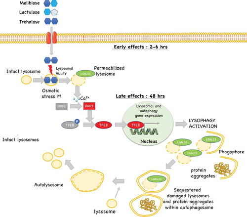 Figure 10. Proposed model of the mechanism of action trehalose, and its analogs: trehalose, melibiose and lactulose act on lysosomes inducing a transient lysosomal membrane permeability. This causes Ca2+ leaks which activates the phosphatase PPP3/calcineurin. PPP3 specifically de-phosphorylates TFEB inducing its activation and nuclear translocation to activate autophagy and lysophagy with removal of damaged lysosomes and in parallel (if present) misfolded protein aggregates.