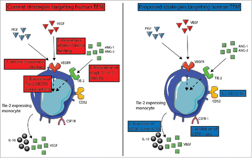 Figure 1. Therapeutic approaches targeting human TEM. On the left in red, strategies reported in clinical trials, while proposed strategies are shown on the right in blue. Strategies aim at preventing the interaction of (1) TIE-2/ANG2 and/or (2) VEGF/VEGFR. (3) In BC, combined blockade of TIE-2 and VEGFR kinase activity induce reprogramming of TEM toward an antitumoral functional phenotype, whose effects are summarized in Figure 2. Other approaches are based on (4) CD52-mediated TEM killing, (5) co-inhibition of CSFR-1 and VEGFR axes, (6) combined IL-10 and VEGF-A blockades. (7) VEGFR-1 function blocking antibodies impair the differentiation of CD34+ precursor cells into angiogenic TEM.