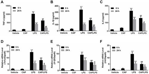 Figure 3 Capsaicin (CAP) pretreatment inhibits pro-inflammatory cytokine expression in lipopolysaccharide (LPS)-induced acute lung injury. Bronchoalveolar lavage fluid (BALF) and lung tissues samples were collected 6 h and 24 h after LPS stimulation. The level of TNF-α (A) and IL-1β (B), IL-6 (C) in BALF were measured by ELISA. Tnf-α (D), Il-1β (E), and Il-6 (F) mRNA levels in lung tissues were determined by qPCR. Data are presented as mean ± SD (n = 6–8 for each group). **p < 0.01 versus the vehicle group; #p < 0.05 and ##p < 0.01 versus the LPS group. Three independent experiments were performed.