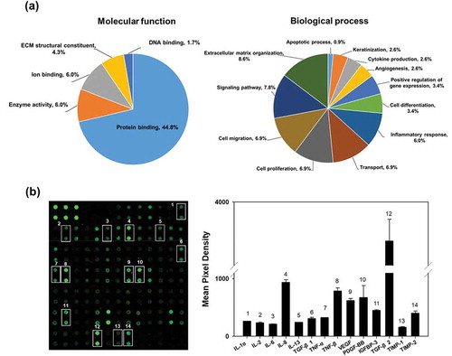 Figure 3. Proteomic analysis and cytokine arrays of HASC-derived EVs. (a) Pie chart depicting the functional classification of the proteins differentially expressed in EVs. EV proteins were categorized by molecular function and biological process using GO analysis in DAVID Bioinformatics Resources, version 6.8. (b) Representative fluorescent images of the cytokine arrays. Cytokines were arrayed on a glass chip containing 80 different cytokine antibodies and detected with a laser scanner using the Cy3 channel. Quantitation of the signals was performed via image analysis. The signal intensity was normalized to the positive control and expressed as fold change. The mean relative intensities and standard deviations are based on two different experiments. Abbreviations: IGF-1, insulin-like growth factor-1; IGFBP, insulin-like growth factor-binding protein; IL, interleukin; MCP-1, monocyte chemotactic protein 1; PDGF-BB, platelet-derived growth factor-BB; TGF-β1, transforming growth factor-beta1; TIMP, tissue inhibitor of metalloproteinase; TNF, tumour necrosis factor; VEGF, vascular endothelial growth factor.