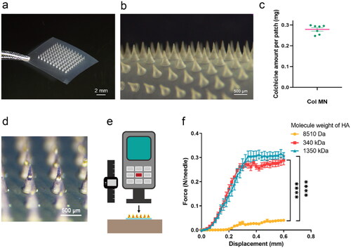 Figure 2. Characterization of dissolvable colchicine-loaded microneedle. (a and b) Stereomicroscopy of 10 × 10 Col-loaded MN array. (c) Drug content of 10 × 10 Col-loaded MN array; n = 7. (d) Stereomicroscopy of trypan blue MN array. (e) Diagram of displacement force tester, which applied vertical force to the MN array with increasing displacement. (f) The force displacement curve of the mechanical strength of MNs prepared by HA of different molecular weights; the abscissa is the moving distance of the tensimeter probe and the ordinate is the force exerted on each needle of the MN array; 8510 Da group, n = 3; 340 kDa group, n = 4; 1350 kDa group, n = 5. **** indicates statistical significance at p  <  .0001. Abbreviations: Col, colchicine; MN, microneedle; HA, sodium hyaluronate.