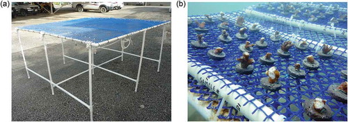 Figure 2. (a) Table nursery used in the experiment, (b) nubbins immediately after being placed in the nursery showing stress symptoms by secreting intense mucous threads from severed portions. (Photos M. Nithyanandan.)