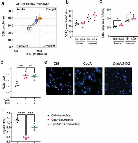 Figure 6. GPR120 regulates NETs formation in neutrophils through the upregulation of glycolysis.