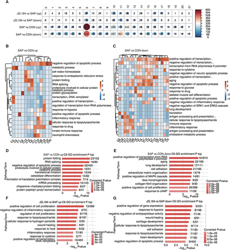 Figure 3 Analysis of DEGs in difference cell population from intestinal tissues during intestinal injury and repair of rats with severe acute pancreatitis. (A) Dot plot shows the number of up-regulation and down-regulation between the two groups. (B) Gene ontology enrichment analysis of biological processes of up-regulation between SAP and CON. Top 3 terms were selected for each cluster and heatmap shows the enrichment q-value of these terms (scaled by column). (C) Gene ontology enrichment analysis of biological processes of down-regulation between SAP and CON. Top 3 terms were selected for each cluster and heatmap shows the enrichment q-value of these terms (scaled by column). (D) Bar plot showing the most enriched GO biological process results of up-regulation of cluster 6 between SAP and CON. (E) Bar plot showing the most enriched GO biological process results of down-regulation of cluster 6 between SAP and CON. (F) Bar plot showing the most enriched GO biological process results of up-regulation of cluster 6 between JZL184 and SAP. (G) Bar plot showing the most enriched GO biological process results of down-regulation of cluster 6 between JZL184 and SAP.