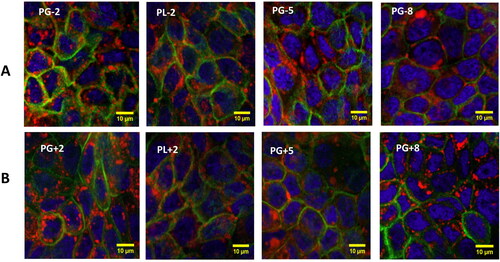 Figure 3. Confocal microscopy images of Calu-3 cells where nuclei labeled by DAPI/Blue and cell membranes labeled by AF488/Green after incubation for 1 h with (0.5 mg/mL) NP-NRs/Red (A: all negatively-charged NPs and B: their positively-charged counterparts).