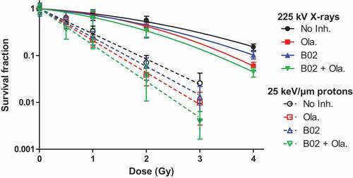 Figure 5. Survival fraction. A549 cells were exposed to 225 kV X-rays or 25 keV/µm broad proton beam at 2 Gy/min. 3 to 4 h before irradiation, cells were incubated in medium with serum containing or not the inhibitors, i.e. no inhibitor, 0.5 µM Olaparib, 10 µM B02 and B02+ Olaparib. The survival fraction was determined using clonogenic assays. Cells were incubated for a total duration of 24 h with: No Inhibitor (black dot); 0.5µM Olaparib (red square); 10 µM B02 (blue up triangle), 10 µM B02 0.5 µM + Olaparib (green down triangle) then in control culture medium for 11 days. At least three independent experiments were performed, and data are presented as mean ± 1 SD. The data have been fitted using the Linear-Quadratic model for X-rays (filled symbols and lines) and Linear model for protons (empty symbols and dotted lines).