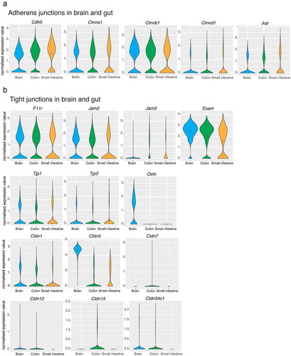 Figure 2. Single-cell gene expression profiles of adherens and tight junctions in the brain and gut