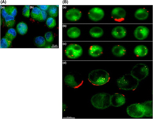 Figure 6. (A) Deconvolution microscopy images of (a) HuA33 or (b) IgG-functionalized PVPONAlk capsules incubated with LIM1899 CRC cells at 37°C for 24 h. Capsules are labeled with AF647 (red), cells are labeled with Lava Cell (fake colored green), and the nucleus is labeled with Hoechst 33342 (blue). Reproduced with permission from reference (CitationDe Rose et al. 2008) Copyright American Chemical Society 2012. (B) Representative imaging flow cytometry (a-c) and deconvolution microscopy (d) images of HuA33 mAb functionalized PVPONAlk capsules (red) incubated with LIM2405 + CRC cells (green) at 37°C for 4 h. (a) Surface bound capsules. (b) Cells with 1–2 internalized capsules. (c) Cells with multiple internalized capsules. (d) Deconvolution microscopy image to distinguish surface bound capsules (red) from internalized capsules (yellow). Reproduced with permission from reference (CitationDe Rose et al. 2008) Copyright American Chemical Society 2012.