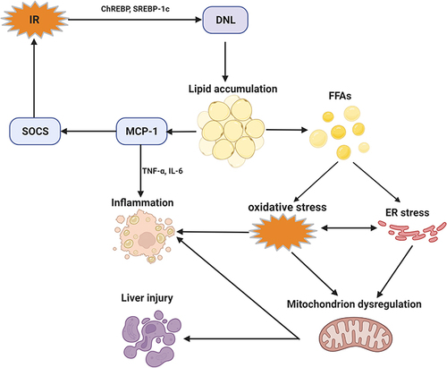 Figure 1 Metabolic dysregulation promotes the progression of inflammation in NASH.