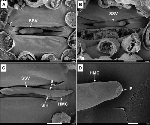 Fig. 3 Scanning electron micrographs of the early penetration process (24 hpi) of Puccinia graminis f. sp. tritici pathotype UVPgt62 on flag leaf sheaths of the stem rust-susceptible variety (a) Line 37–07 (bread wheat), and the resistant triticale cultivar (b) Satu, and the susceptible cultivar Coorong (c, d) indicating the substomatal vesicle (SSV), secondary infection hypha (SIH), detached during preparation of the specimen and the formation of the haustorium mother cell (HMC) with an infection peg (IP)