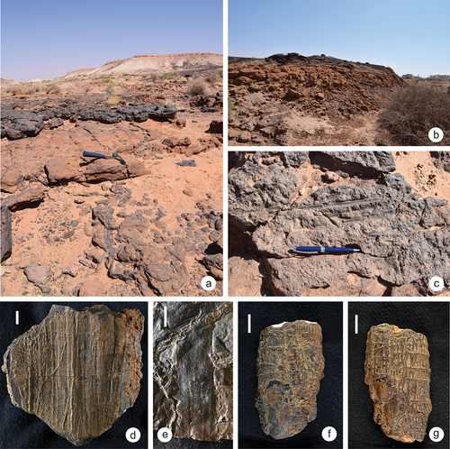 Figure 2. Field photographs of the outcrops of the Minjur Formation in Hunaydhel Village Creek in the vicinity of Hunaydhel Village, north Wadi Al-Rumah, north Al-Qassim region, Saudi Arabia and unidentifiable plant axis. a) Coarse-grained sandstone channel fill, crusted with hard ferruginous fine sandstone overlain by red sandstone, and thick mudstone capped with weathered hematite and palaeosoil. The ferruginous crusts from which the plants described here have been sampled, form a distinct feature of the landscape in this area; b) Side of Hunaydhel Village Creek with cliff-forming, friable coarse sandstones; c) ferruginous crust in situ with plant axes on the surface; d) impression of the surface of a woody log; scalebar = 1 cm; specimen SM.B 22252; e) impression of a plant axes (?) with fine, longitudinal striation; scalebar = 1 cm; specimen SM.B 22253; f) – g) three-dimensionally, but slightly flattened preserved steinkern(?) of undeterminable plant axes; scalebars = 1 cm; specimen SM.B 22254.