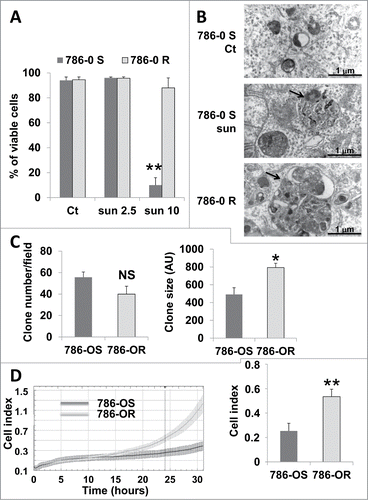 Figure 6. Enhanced inhibition of autophagy and aggressiveness of 786-OR cells. (A) Determination of the percentage of viable 786-OS and 786-OR cells in the absence (Ct) or presence of 2.5 (sun2.5) or 10 μmol/L (sun10) of sunitinib after incubation for 24 h. (B) Electron micrographs of 786-OS cells incubated in the absence (Ct) or presence of sunitinib 2.5 μmol/L (sun) for 48 h and of 786-OR cells showing autolysosomes (arrows). Note the presence of autolysosomes of increased size in 786-OR cells. (C) Quantification of the number (left panel) and the size (right panel) of colonies obtained for 786-OS and 786-OR cells seeded in soft agar; *, P < 0.05. (D) Cell migration in real time was analyzed with the xCELLigence RTCA. The chart shows the outcome of the kinetics analysis of the cell migration for 786-OS and 786-OR cells (left panel). The right panel shows the average cell indexes at 24 h from 3 independent experiments. **, P < 0.01.