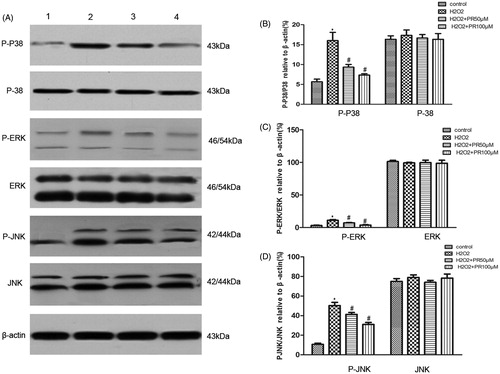 Figure 7. Effects of puerarin treatment on the expression of MAPK in epithelial cells. (A) Representative Western blot gels for MAPK. Numbers 1, 2, 3, and 4 correspond to the control, H2O2, H2O2+50 μM PR, and H2O2+100 μM PR groups, respectively. (B) Semiquantitative analysis of p38 and p-p38. (C) Semiquantitative analysis of ERK and p-ERK. (D) Semiquantitative analysis of JNK and p-JNK. *p < .05 compared with the control group; #p < .05 compared with the H2O2 group.