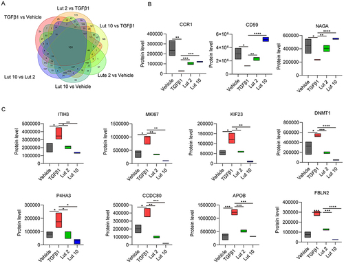 Figure 5 Analysis of proteins expression patterns. (A) Venn diagram analysis of the DEPs. (B) The protein level of CCR1, CD59 and NAGA in the four experimental groups. (C) The protein level of ITIH3, MKI67, KIF23, DNMT1, P4HA3, CCDC80, APOB and FBLN2 in the four experimental groups. Vehicle: blank group; TGFβ1: model group; Lut 2: low dose group; Lut 10: high dose group. *P <0.05, **P <001, ***P <0.001.