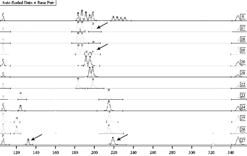 Figure 2. Mixed traces of semen – Y-chromosome exclusion of complicity. Sample 9: allele witness using autosomal markers TH01 and FES. Samples 17–22: testing using autosomal marker TH01 – vaginal smear, briefs, the victim and three suspects. Samples 17 and 19: mixed biological material with no potential for the differentiation of the DNA profiles. Samples 23–27: testing of biological material from four suspects, using Y chromosome markers DYS393 and DYS390, with a potential for the exclusion of a suspect as the perpetrator – sample 27.