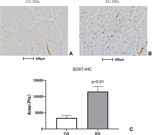 Figure 8 The SOST expression in the muscle tissue of mice with MM. The IHC analysis showed that the SOST expression of the muscle tissue sample sections was significantly lower in the CG (A) than in the EG (B); the difference was statistically significant (p < 0.01) (C).