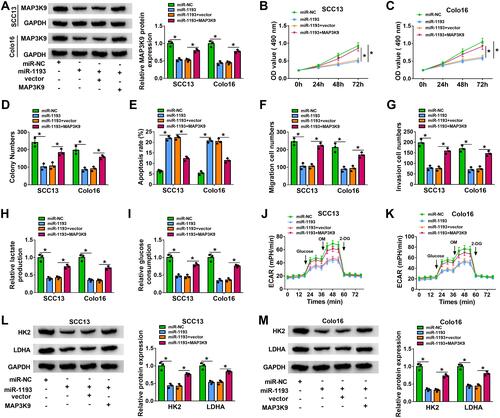 Figure 6 Overexpression of MAP3K9 abated the suppressive effect of miR-1193 upregulation on the progression of CSCC cells. SCC13 and Colo16 cells were transfected with miR-NC, miR-1193, miR-1193 + vector, or miR-1193 + MAP3K9. (A) Western blot assay was utilized to analyze the protein expression of MAP3K9 (ANOVA). (B and C) Cell viability was assessed by MTT assay (ANOVA). (D) Colony formation ability was evaluated using colony formation assay (ANOVA). (E) Cell apoptosis was analyzed by flow cytometry analysis (ANOVA). (F and G) Transwell assay was employed to determine cell migration and invasion (100×) (ANOVA). (H and I) Lactate production or glucose consumption was measured by lactate assay kit or glucose assay kit, respectively (ANOVA). (J and K) ECAR was analyzed by Seahorse Bioscience XF24 extracellular flux analyzer (ANOVA). (L and M) Western blot assay was carried out to determine the protein levels of HK2 and LDHA (ANOVA). *P<0.05.