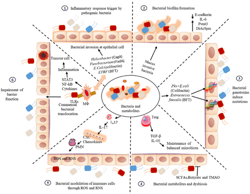 Figure 2. Mechanisms of cancer progression by bacterial biofilms. 1) Bacterial components trigger TLRs on tumor-infiltrating myeloid cells and macrophages, activating MyD88 and producing inflammatory cytokines like IL-23, TNF-α, and IL-6/11, amplifying NF-κB signalling, in myeloid cells, promoting tumour-associated inflammation 2) Bacterial biofilms in right-sided colorectal cancer (CRC) mucus are linked to early cancer-related changes in normal colon tissue, characterized by reduced E-cadherin, heightened STAT3 activation, increased epithelial IL-6, and elevated N1, N12-diacetylspermine (DiAcspm) levels, demonstrating carcinogenic potential of biofilm 3) Pathogenic bacteria, such as pks+ Escherichia coli and B. fragilis, triggering inflammation and tumorigenesis in normal colorectal tissues through the induction of mutations and genomic instability via microbial products like colibactin and B. fragilis toxin, serving as crucial initiators in colorectal cancer development 4) Commensal bacterial metabolites impact colorectal cancer(CRC) progression by influencing tumor dynamics and immune response. TGF-β inhibits early CRC while promoting metastasis, with butyrate-producing bacteria maintaining gut health, TMAO preventing protein denaturation, and SCF supporting microbiota homeostasis 5) Certain microbes like Enterotoxigenic Bacteroides fragilis and Fusobacterium nucleatum drive pro-tumorigenic inflammation by inducing IL-17 secretion from TH17 cells, promoting epithelial proliferation. This process recruits myeloid cells, such as polymorphonuclear neutrophils, which indirectly support tumor progression through ROS and RNS generation 6) Dysregulation of epithelial barrier pathways (MAPK, STAT3, NF-κB) disrupts colonic integrity. IL-23 triggers pro-inflammatory cytokine production, amplifying inflammation. TNF-α, IL-6, and IL-22 activate STAT3/NF-κB in transformed cells, promoting their survival and proliferation, impairing barrier function.