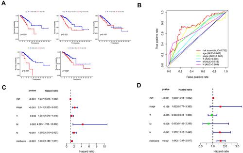 Figure 8 Confirmation of prognostic value of the 4 lncRNAs in BRCA patients and independent predictive power of the lncRNA signature in breast cancer patients. (A) Survival analysis of OS based on clinicopathological parameters in patients with BRCA (B) A comparison of ROC curves with other common clinical characteristics showed the superiority of the risk score. (C) Univariate Cox analysis. (D) Multivariate Cox analysis.