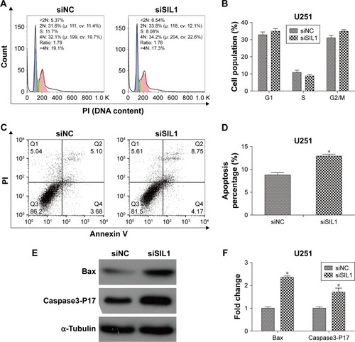 Figure 3 Downregulation of SIL1 induced apoptosis and the expression of pro-apoptotic genes but did not affect cell cycle in U251 cells. (A and B) U251 cell cycle detected by flow cytometry; (C and D) U251 cell apoptosis detected by flow cytometry; (E and F) expression of pro-apoptotic protein Bax and Caspase3-P17 detected by Western blot.