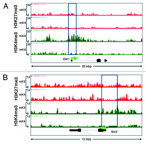 Figure 2. Chromatin platform of nephron progenitor renewal genes. Snapshots of H3K4me3 (green) and H3K27me3 (red) ChIP-Seq tracks of the progenitor genes Osr1 (A) and Six2 (B) in uninduced (mK3) and induced (mK4) cells. Differentiation is marked by loss of promoter H3K4me3 occupancy.