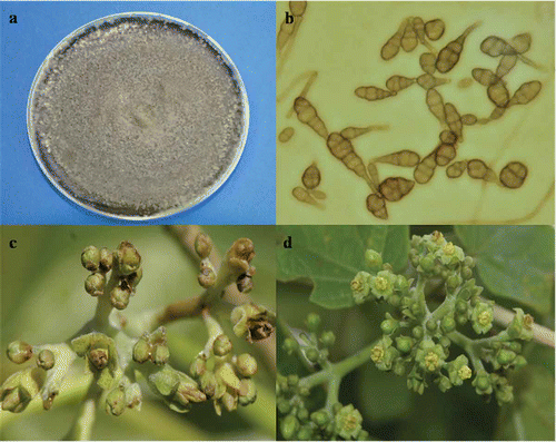 Fig. 1. Morphology of Alternaria alternata and inflorescences of Jatropha curcas. a, Mycelial growth of fungal pathogen on PDA. b, Conidial mass of A. alternata at 40×. c, Inoculated inflorescence with Alternaria alternata after 8 days of the inoculation. d, Control inflorescence.