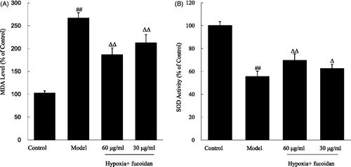 Figure 2. Effect of fucoidan on malondialdehyde (MDA) and superoxide dismutase (SOD) levels in the culture supernatant of cardiomyocytes subjected to hypoxia. All data were shown as mean ± SD of three experiments. N = 6. ##p < 0.01 versus control, ΔΔ, Δp < 0.01 and p < 0.05 versus hypoxia alone.